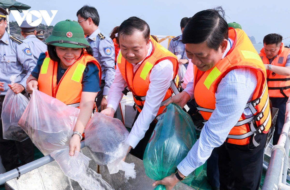 Hải Phòng: Thả hơn 1,3 triệu con giống tái tạo nguồn lợi thuỷ sản
